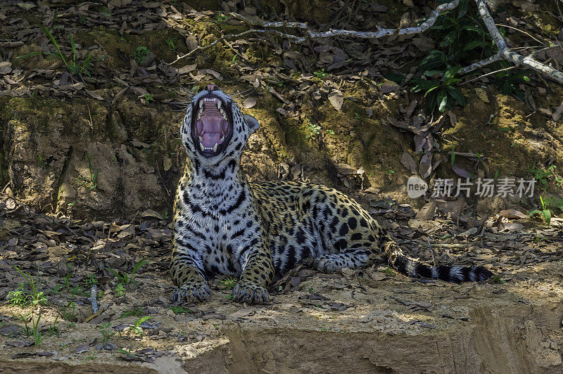 美洲虎(Panthera onca)是一种大型猫科动物，是美洲虎属猫科动物，是美洲唯一现存的美洲虎物种，在巴西潘塔纳尔发现。打哈欠，露出牙齿和舌头。